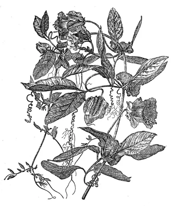 Framed Print : Cobaea scandens (cup-and-saucer vine, cathedral bells, Mexican ivy, monastery bells) Framed Print : Cobaea scandens (cup-and-saucer vine, cathedral bells, Mexican ivy, monastery bells)