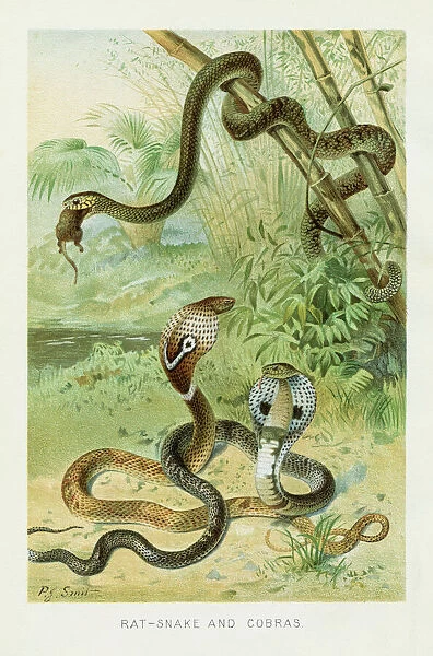 Cobra snake chromolithograph 1896