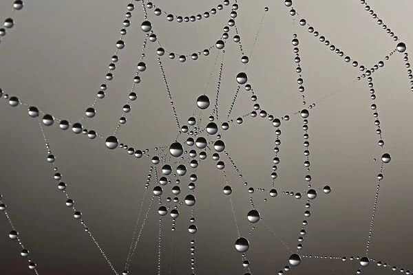 Cobweb with dew drops