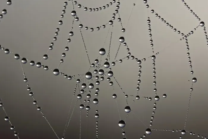 Framed Print : Cobweb with dew drops Framed Print : Cobweb with dew drops