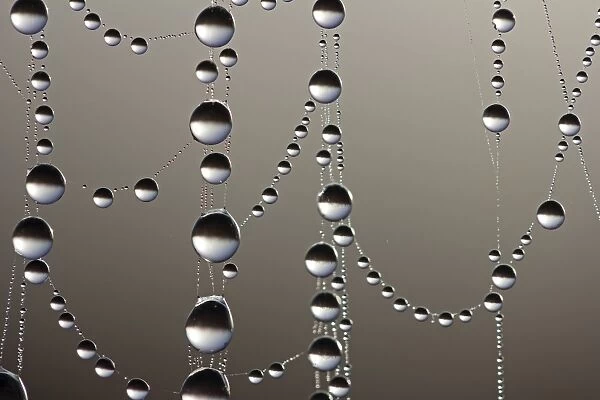 Cobweb with dew drops, macro shot
