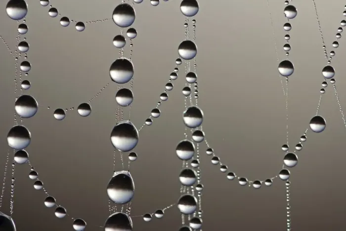Framed Print : Cobweb with dew drops, macro shot Framed Print : Cobweb with dew drops, macro shot
