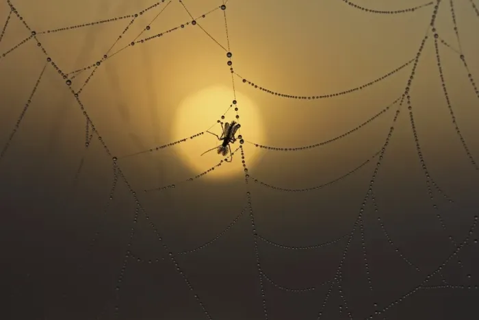 Framed Print : Cobweb with dew at sunrise