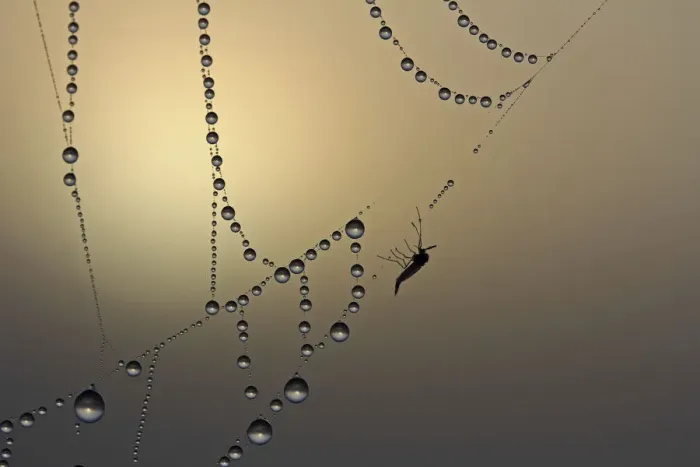 Framed Print : Cobweb, fog, dew, dewdrops, dead insect Framed Print : Cobweb, fog, dew, dewdrops, dead insect