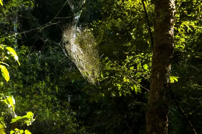 Framed Print : Cobweb in a forest against the light, Northern Thailand, Thailand, Asia Framed Print : Cobweb in a forest against the light, Northern Thailand, Thailand, Asia