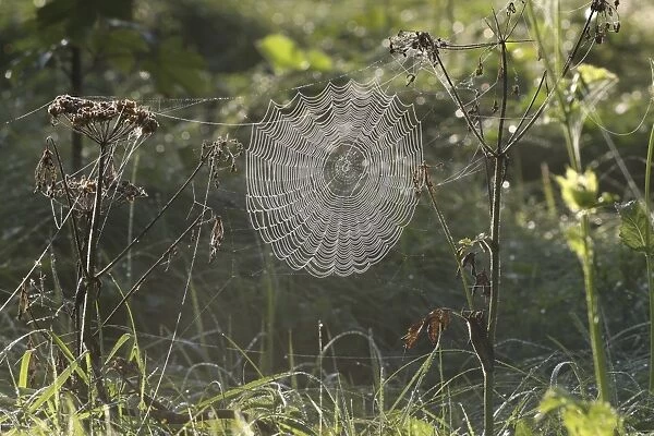 Cobweb of an Orb Weaver -Araneus sp. - covered in morning dew, Allgau, Bavaria, Germany