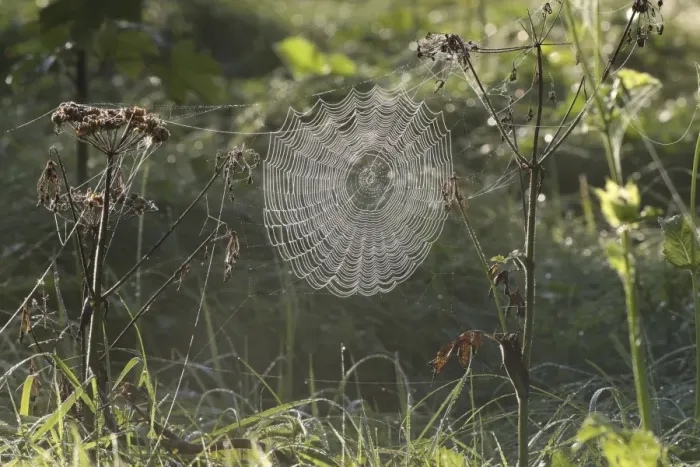 Framed Print : Cobweb of an Orb Weaver -Araneus sp. - covered in morning dew, Allgau, Bavaria, Germany