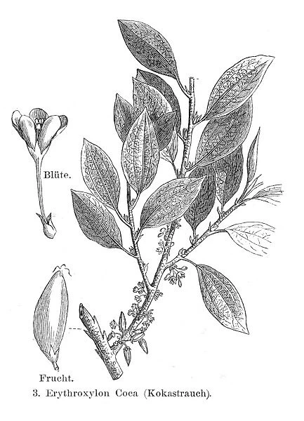 Coca bush engraving 1895