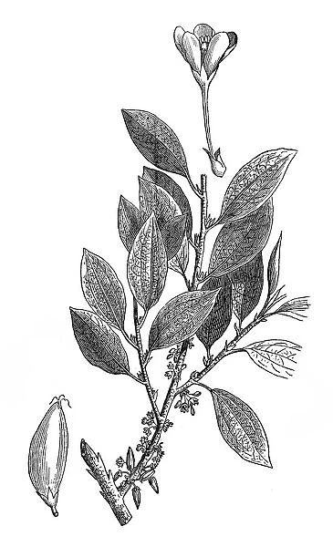 The coca plant (erythroxylon coca)