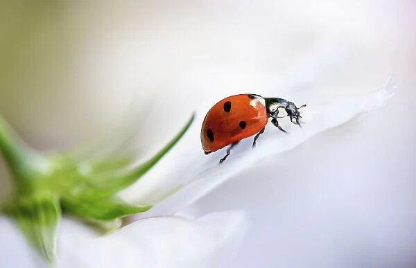Coccinellidae Septempuntata, commonly known as a ladybird or Ladybug resting on a Cosmos flower