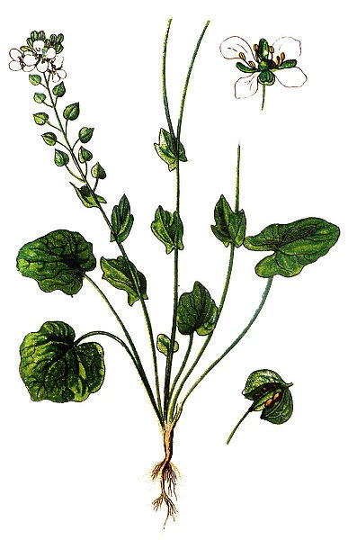 Cochlearia officinalis, (or Common Scurvygrass, scurvy-grass and spoonwort )