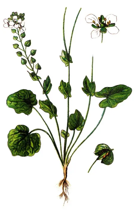 Framed Print : Cochlearia officinalis, (or Common Scurvygrass, scurvy-grass and spoonwort ) Framed Print : Cochlearia officinalis, (or Common Scurvygrass, scurvy-grass and spoonwort )