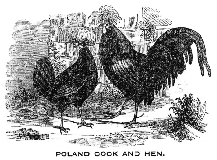 Framed Print : Cock and Hen engraving 1844