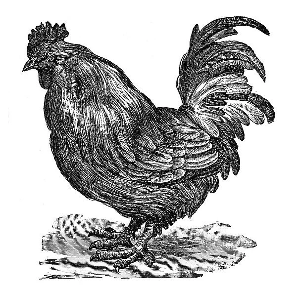 Cock, Rooster or Cockerel