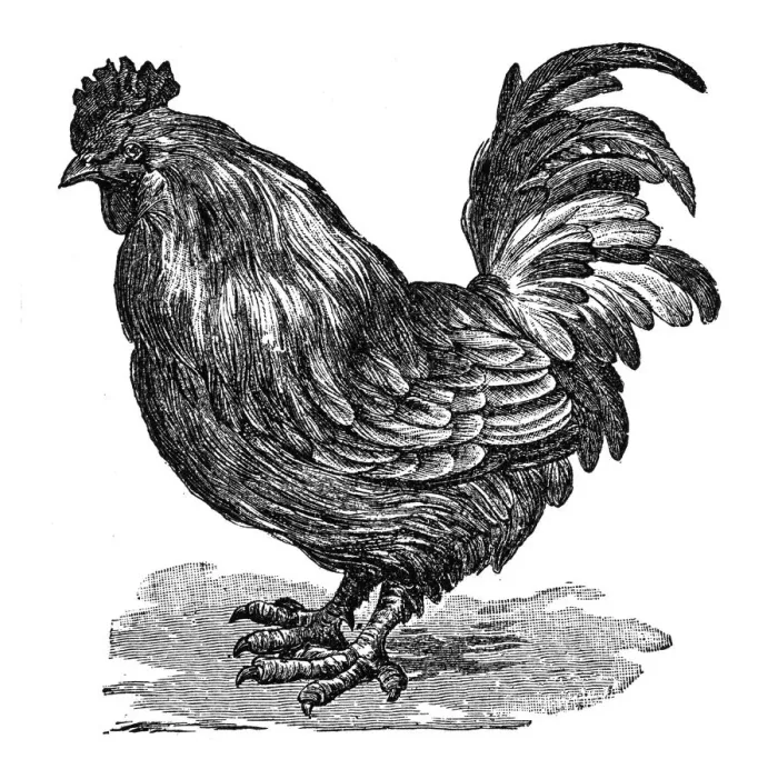 Framed Print : Cock, Rooster or Cockerel Framed Print : Cock, Rooster or Cockerel