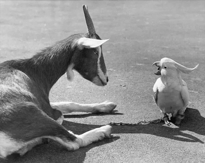 Framed Print : Cockatoo Talking to Seated Goat Framed Print : Cockatoo Talking to Seated Goat