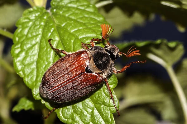Cockchafer or May Bug -Melolontha melolontha- on a mint leaf