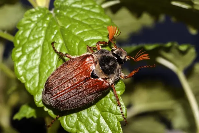 Framed Print : Cockchafer or May Bug -Melolontha melolontha- on a mint leaf Framed Print : Cockchafer or May Bug -Melolontha melolontha- on a mint leaf