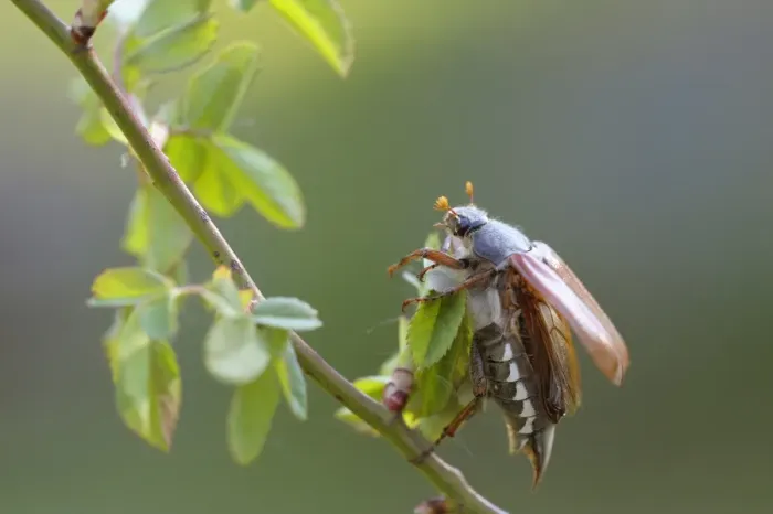 Framed Print : Cockchafer -Melolontha melolontha-, about to take off, Weinviertel, Lower Austria, Austria Framed Print : Cockchafer -Melolontha melolontha-, about to take off, Weinviertel, Lower Austria, Austria