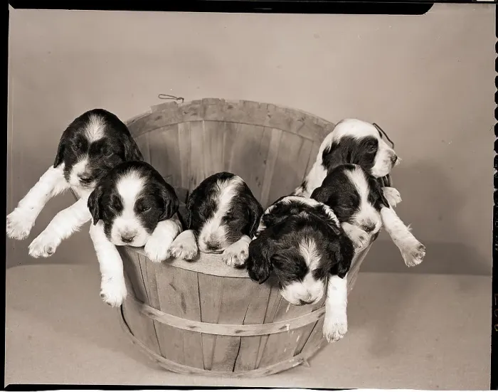 Framed Print : Six Cocker Spaniel Puppies in Basket Framed Print : Six Cocker Spaniel Puppies in Basket