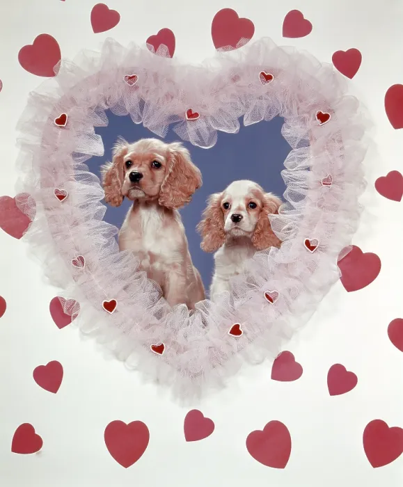Framed Print : COCKER SPANIELS LOVE