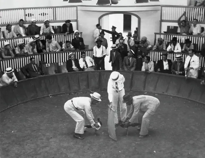 Framed Print : Cockfight In Puerto Rico In 1930 Framed Print : Cockfight In Puerto Rico In 1930