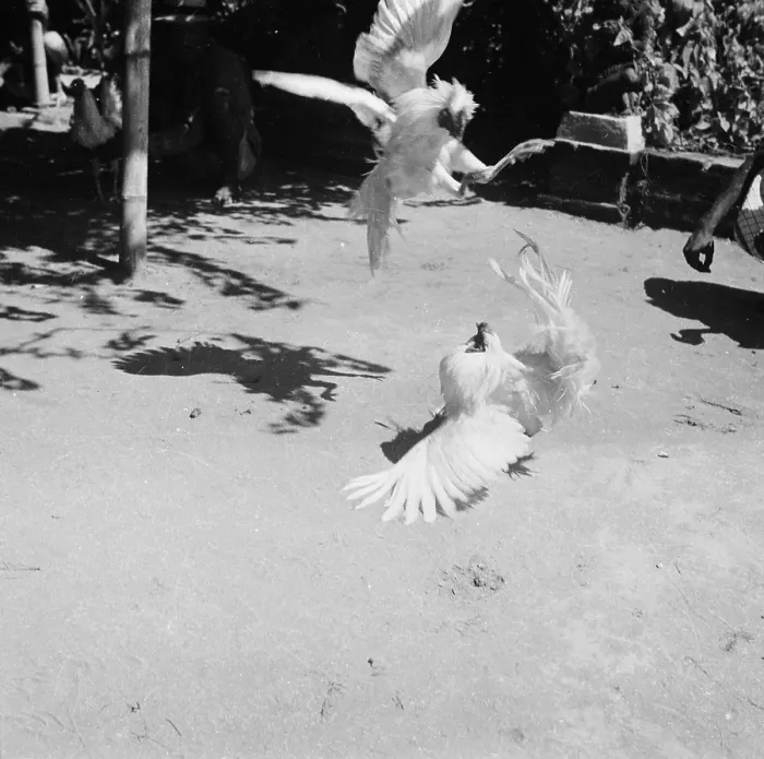 Framed Print : Cockfighting