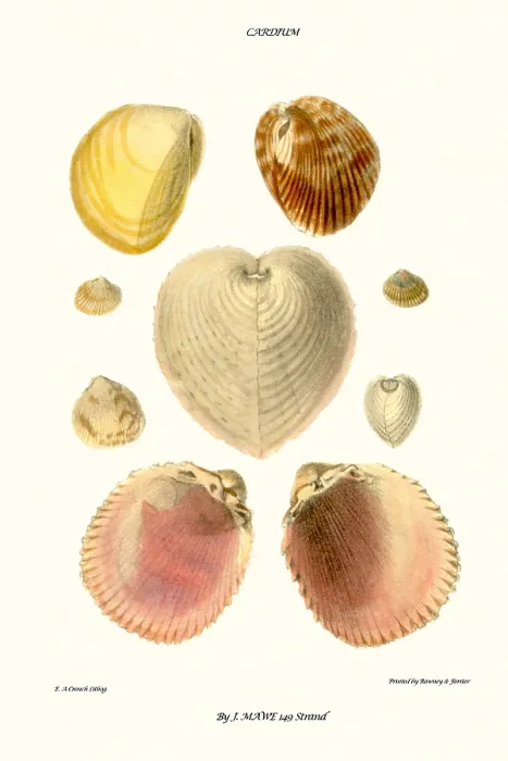 Framed Print : cockle shells Framed Print : cockle shells