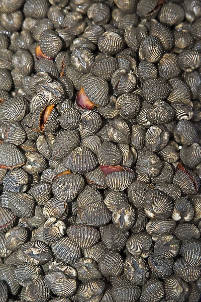 Cockles -Cardiidae-, Chiang Mai, Northern Thailand, Thailand