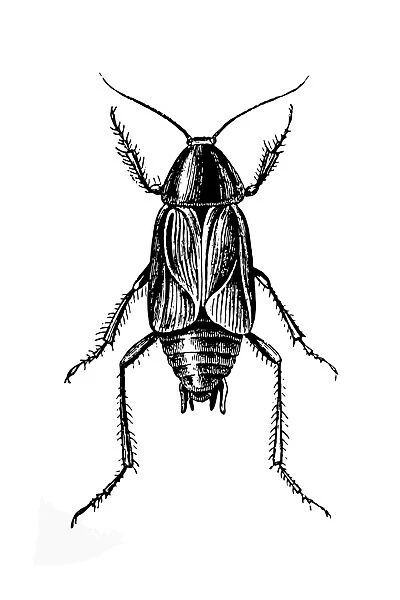 cockroach. Antique illustration of cockroach