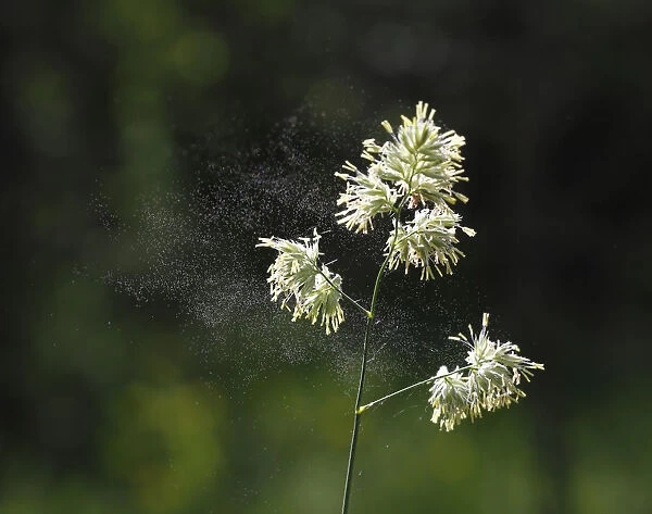 Cocks Foot or Orchard Grass (Dactylis glomerata) with flying pollen, Germany, Europe
