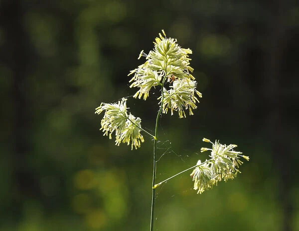 Cocks Foot or Orchard Grass (Dactylis glomerata), Germany, Europe