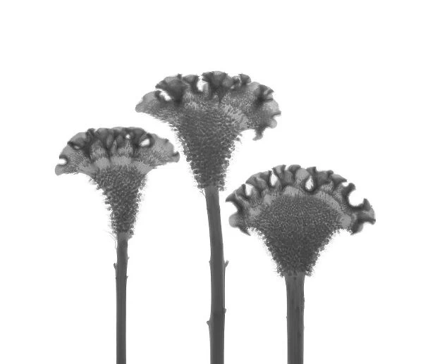 Three cockscomb (Celosia cristata) plants in a row, X-ray