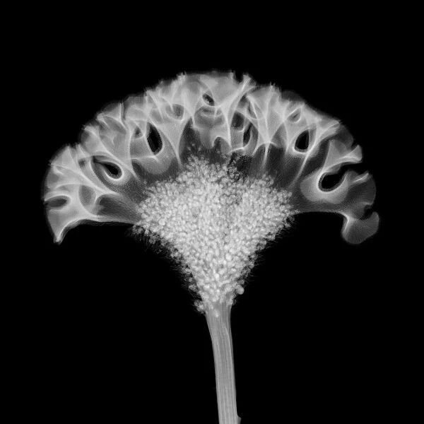 Cockscomb flower head (Celosia cristata), X-ray