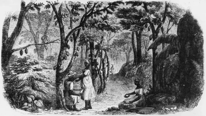 Framed Print : Cocoa Harvest Framed Print : Cocoa Harvest
