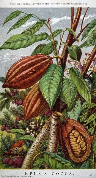 Cocoa Nut. circa 1800: A branch carrying the fruit of the theobroma cocao,