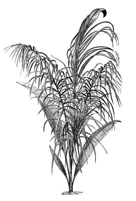 Framed Print : Cocoa Palm (cocoa nexuosa) Framed Print : Cocoa Palm (cocoa nexuosa)