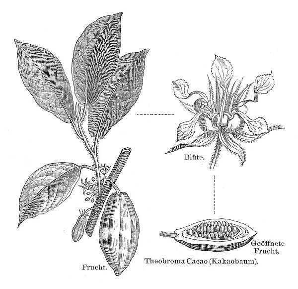 Cocoa plant engraving 1895