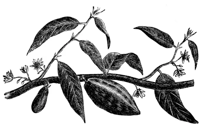 Framed Print : Cocoa tree Framed Print : Cocoa tree