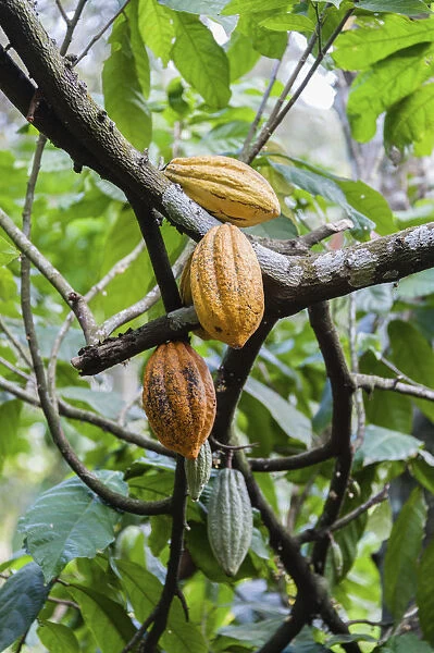 Cocoa tree -Theobroma cacao- with yellow cocoa fruits, Kumily, Kerala, India