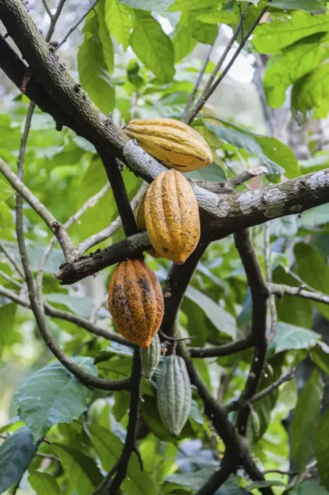 Framed Print : Cocoa tree -Theobroma cacao- with yellow cocoa fruits, Kumily, Kerala, India Framed Print : Cocoa tree -Theobroma cacao- with yellow cocoa fruits, Kumily, Kerala, India