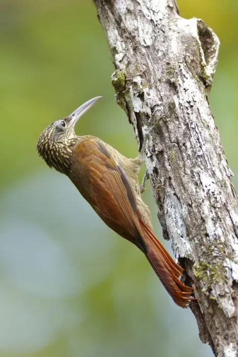 Framed Print : Cocoa Woodcreeper Framed Print : Cocoa Woodcreeper