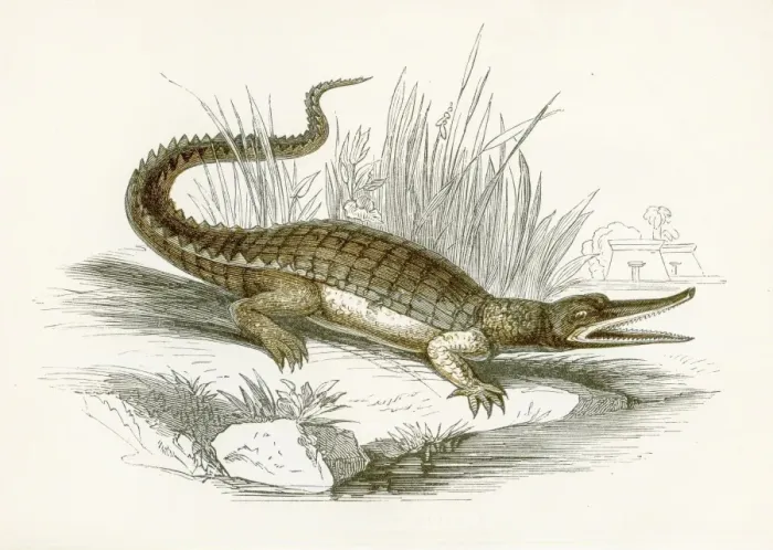 Framed Print : Cocodrile engraving 1851 Framed Print : Cocodrile engraving 1851