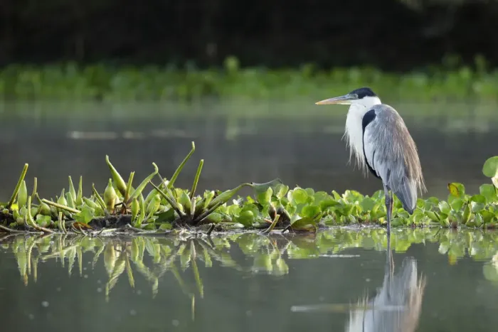 Framed Print : Cocoi heron (Ardea cocoi) Framed Print : Cocoi heron (Ardea cocoi)