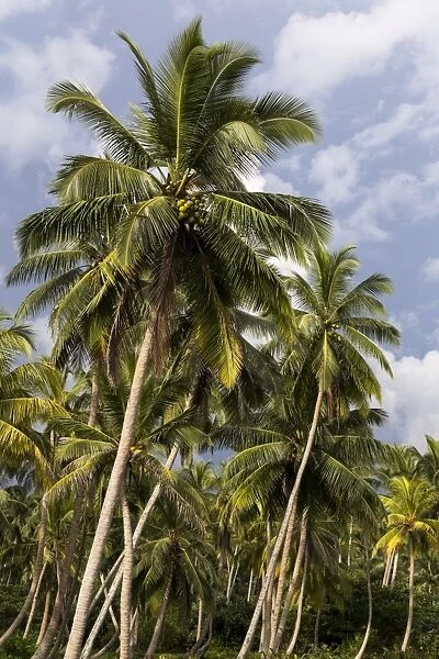 Coconut grove, nahe Ambalangoda, Westkuste, Sudprovinz, Sri Lanka