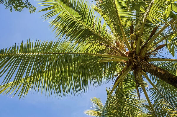 Coconut Palm -Cocos nucifera-, Sulawesi, Indonesia