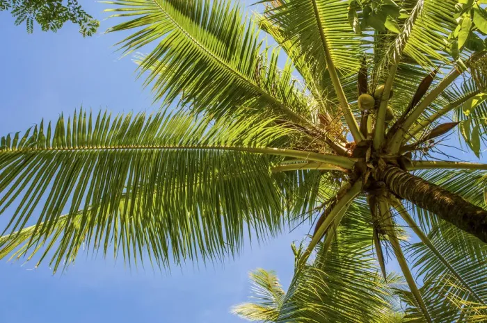 Framed Print : Coconut Palm -Cocos nucifera-, Sulawesi, Indonesia Framed Print : Coconut Palm -Cocos nucifera-, Sulawesi, Indonesia