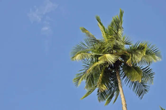 Framed Print : Coconut Palm -Cocos nucifera-, Tangalle, Sri Lanka, Ceylon, Asia Framed Print : Coconut Palm -Cocos nucifera-, Tangalle, Sri Lanka, Ceylon, Asia
