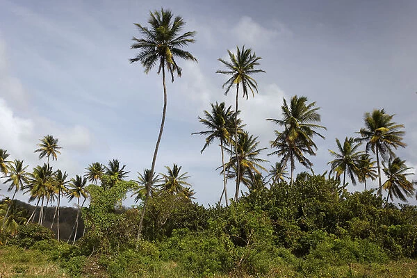 Coconut palm trees -Cocos nucifera-, Little Tobago, Trinidad and Tobago