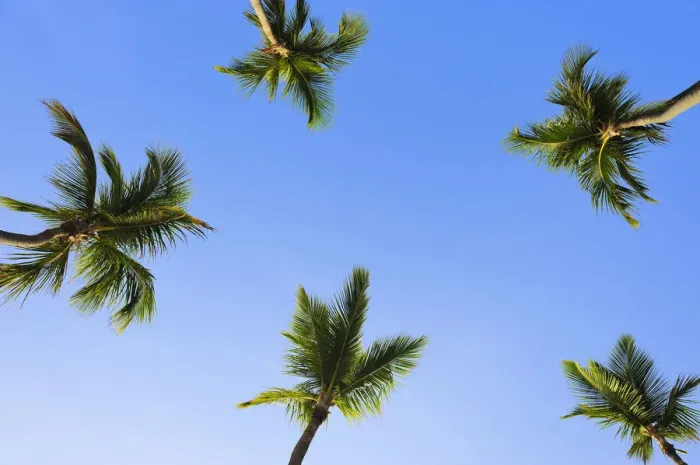 Framed Print : Coconut palms -Cocos nucifera-, Dominican Republic, Caribbean Framed Print : Coconut palms -Cocos nucifera-, Dominican Republic, Caribbean